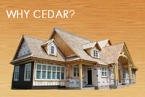 Why Cedars?